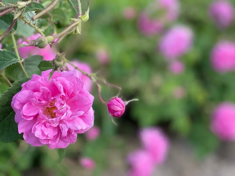 Floral Escape: Capturing the Serenity of Akita's Rose Garden